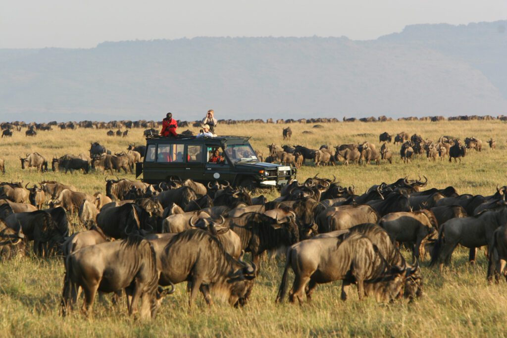 136993 Asilia Rekero Camp Activities Game Drive Wildebeest Migration